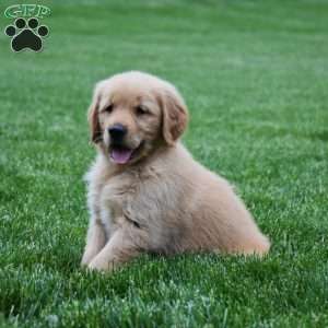 Marley, Golden Retriever Puppy